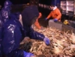 "Deadliest Catch" Good Fishing | ShotOnWhat?