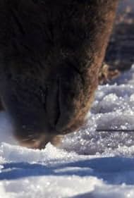 "Planet Earth" Deserts