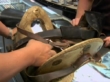 "Pawn Stars" Tattoos and Tantrums | ShotOnWhat?