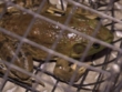 "Swamp People" Full Moon Fever | ShotOnWhat?