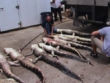 "Swamp People" 2 Days to Tag Out | ShotOnWhat?