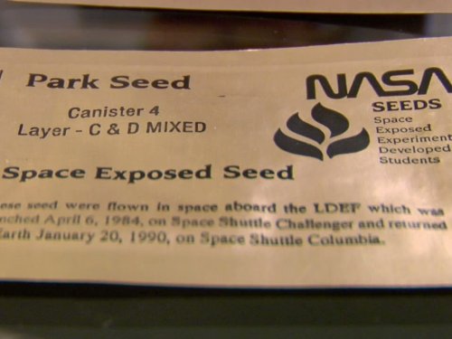 "Pawn Stars" Bear-ly There