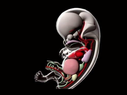 "Through the Wormhole" When Does Life Begin?