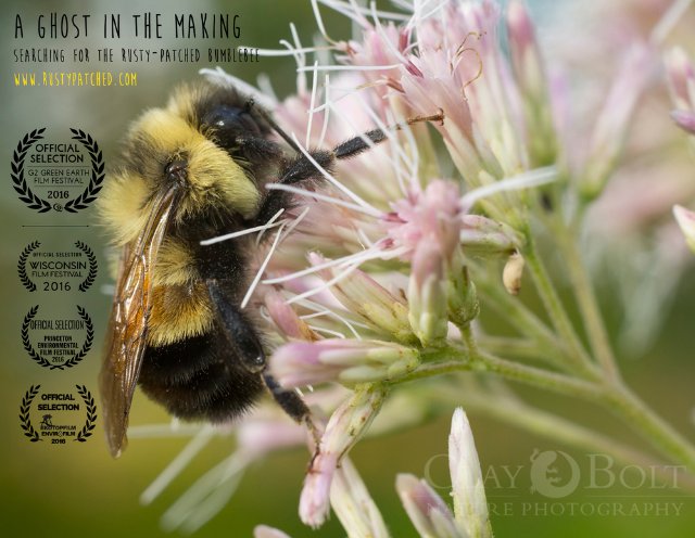 A Ghost in the Making: Searching for the Rusty-patched Bumble Bee