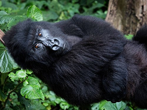 "Vice" Controlling the Narrative &amp; Power to Congo